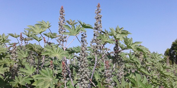 Utsav Castor Seeds