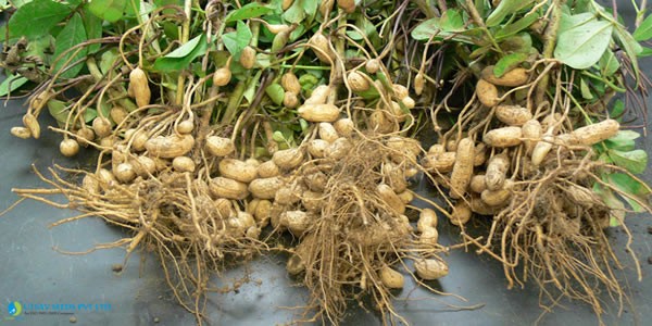 Utsav Groundnut Seeds