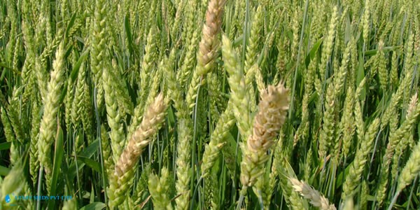 Utsav Wheat Seeds